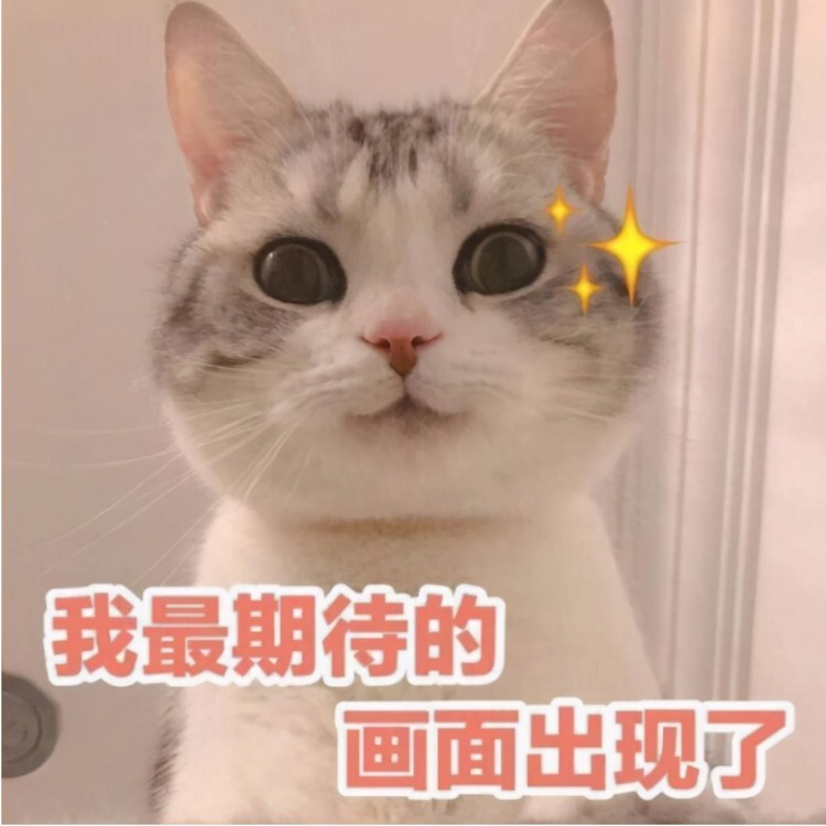 夏天养猫宠主应该这样做对猫好处多