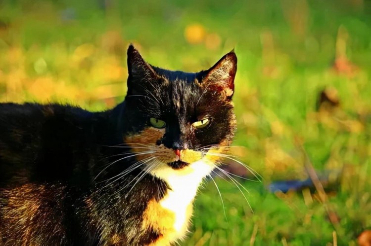 秋季养猫请注意！铲屎官们这三个要素减少猫咪生病的概率