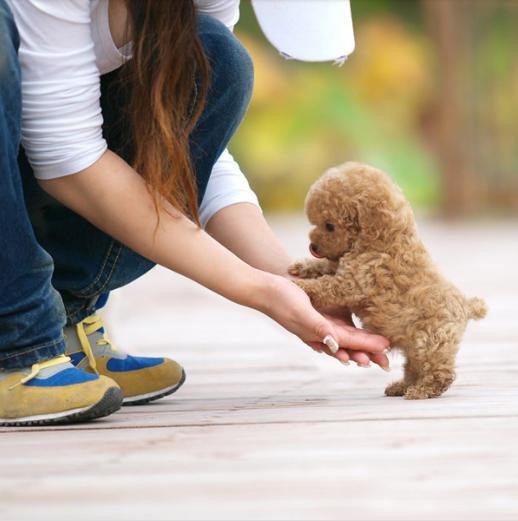 养泰迪犬之后要一直遭受这些委屈真的扎心