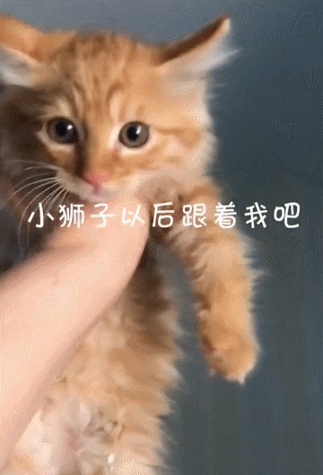 捡到流浪小猫后猫妈妈三次威胁我要孩子该还给它吗