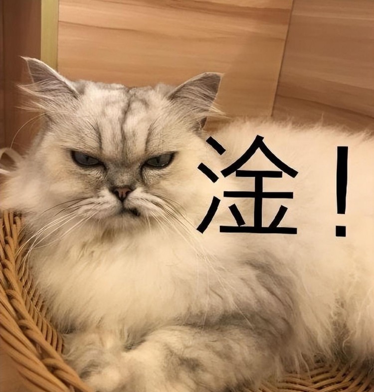 邻居14天摔死7只流浪猫他们却说：请文明虐猫！