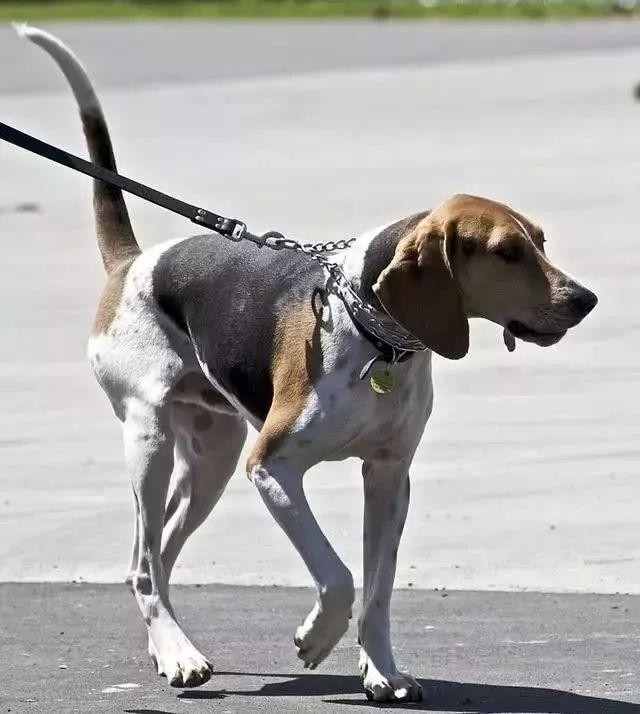 每日一犬·树丛浣熊猎犬