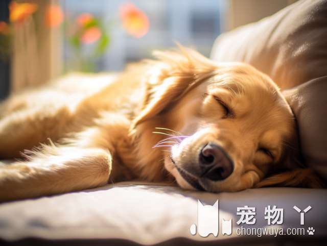 世界上最笨的10种狗狗，那么漂亮的阿富汗猎犬竟然排名第一！