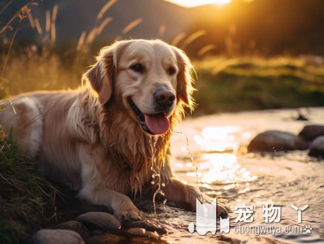 挑选比熊犬时，主人一定要看这几个地方，避免挑到不好的狗